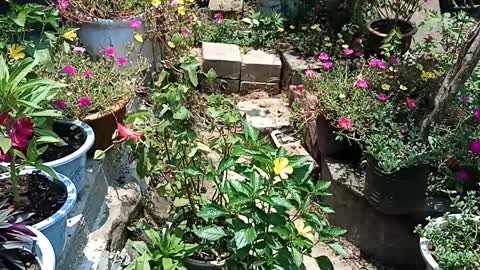 My flower garden
