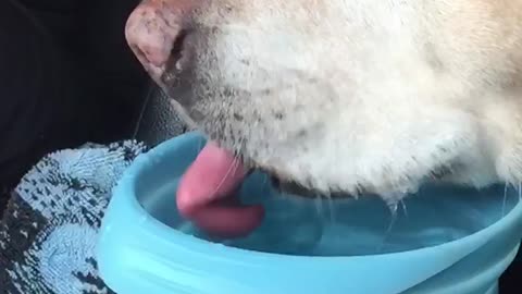 Jeff the Labrador drinks water in slow motion