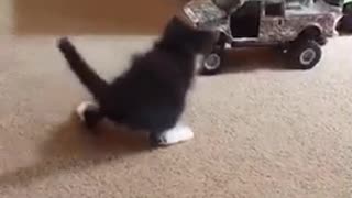 Cat pulls toy truck