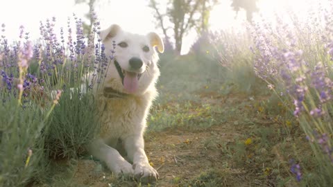 #HD video # Shepherd Dog