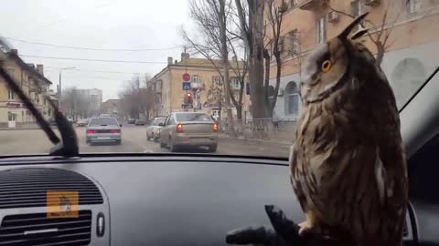 Cute Pet Owl Captivated By Windshield Wipers
