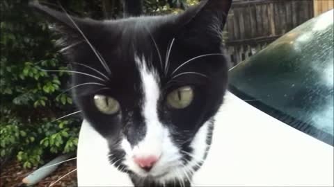 Cute cat licks car