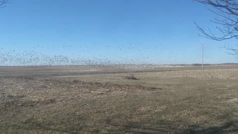 How many geese?!?
