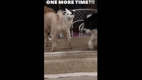Cats vs Dogs Funny pets videos – 2021