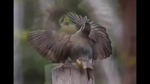 A bird that dances