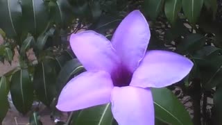 Linda flor roxa de cinco pontas, uma beleza estonteante [Nature & Animals]