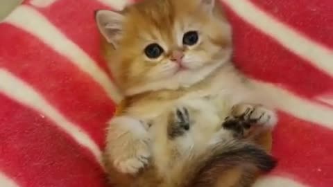 The Adorable Kitten!