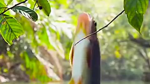 Fish jump for fruit