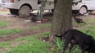 Dog and wild turkeys.