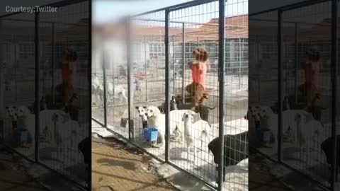 Watch_ How these dogs escaped from a cage