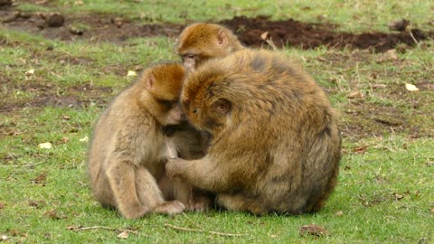 Family atmosphere in the kingdom of monkeys