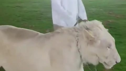 Dubai Shek have White lion pet || Unbelievable || #short #lion #dubai #shek