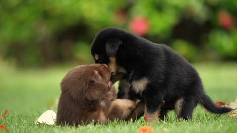 Perritos cariñosos