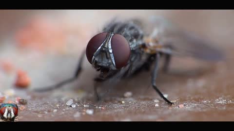 See How House Flies are Rubbing their legs together