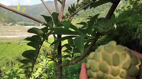 Collection of Custard Apple From the Jungle of Sumnambesi, Nepal