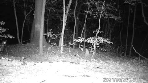 Red Foxes at my Trail Camera June 2021