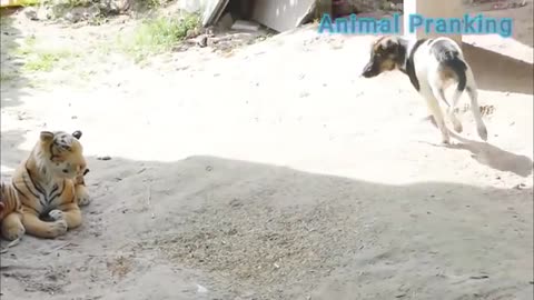 Fake Tiger Prank Dog and Cat How can I Stop laugh Funny