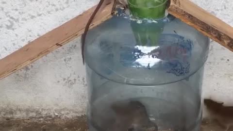 Amazing Mouse Trap at home using Water bottle & Wood