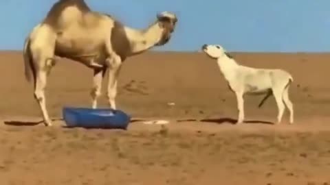 Strange Animal Interaction (Camel and Donkey)😮🤷‍♀️🤣