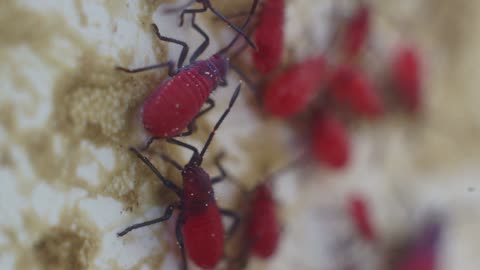 Awesome Red Bugs - Must Watch