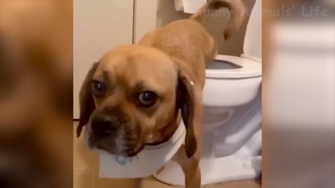 Cute dog knows how to take a poop in the toilet
