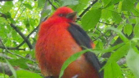 Red Scarlet or Oriole