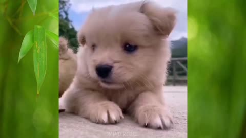 Funny Pets, Cute Animals, Relaxing Time, Love Pets