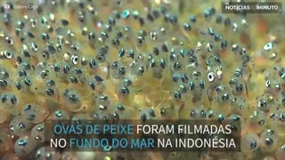 Ovas de peixe fazem rave no fundo do mar