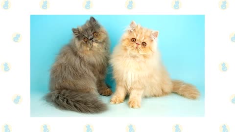 Scottish Fold Cat VS. Persian Cat