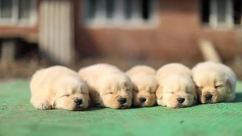 golden retriever babies