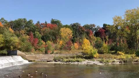 Geese at Humber River