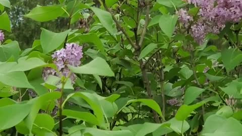 Beautiful tiger swallowtail butterflies on lilac bush
