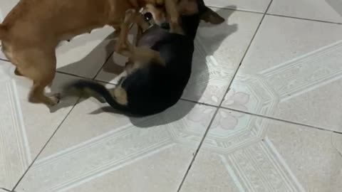 my dogs fighting because they are jealous of me🤣🤣