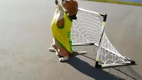 The Best Goalkeeper Dog In The World