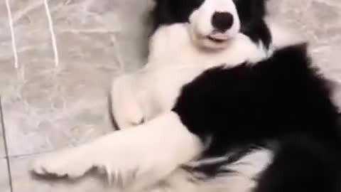 Super Funny Dog Viral Cute Pet Animal