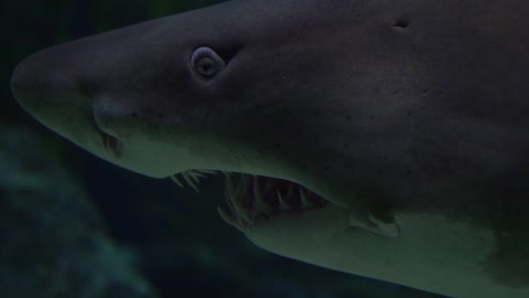 Close-up Footage Of A Shark Underwater 2