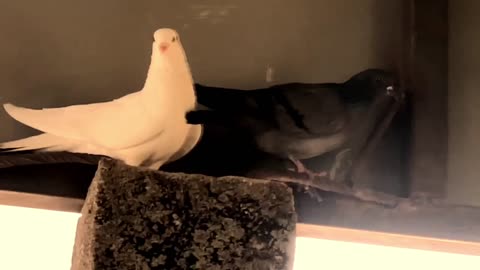 Lover pigeon