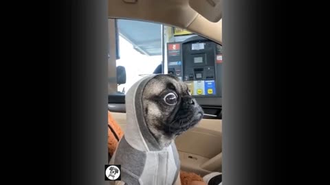 Funny Pug Mean Mugging "Whatchu Looking At"