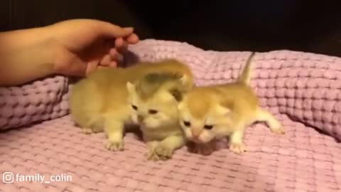 Tiny Baby Kittens Meowing