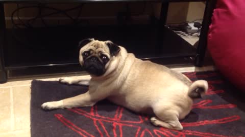 Hungry Pug Wants MORE food