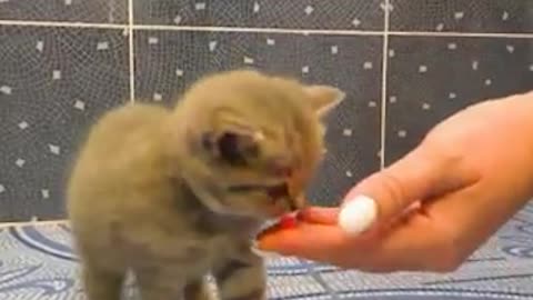 Baby Kitten Very Adorable. The sound also funny