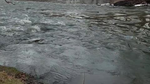 River in Alaska, MI - Natural White Noise