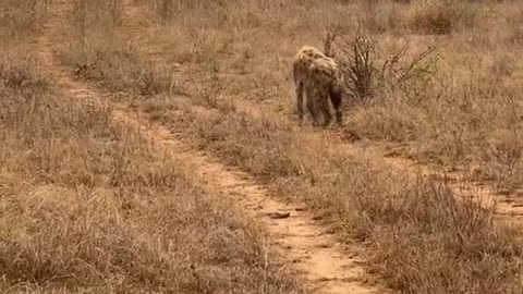 Injured Hyena Adapts in the Wild