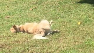 Dog scratching its back on lawn