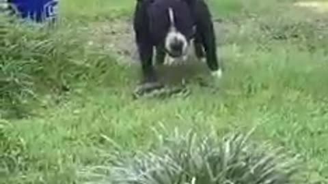 Dog kill snake