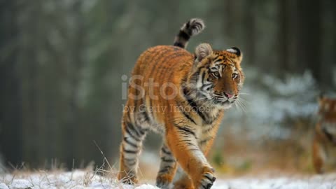 A beautiful bengal tiger walking in the meadows of a central Indian forest stock video...