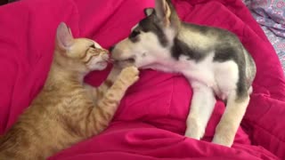 Sweetest playtime ever between cat and husky puppy