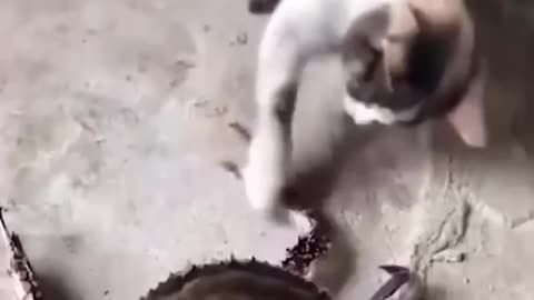 nice cat video