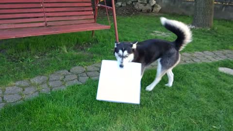 Dog Takes A Walk With Pizza Box In Her Mouth