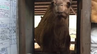Camel Wants To Enter Owner Bedroom !!!